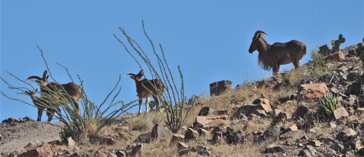 barbary sheep